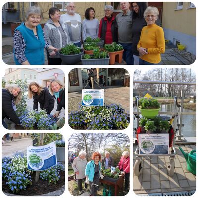 Vergissmeinnicht Collage 2026